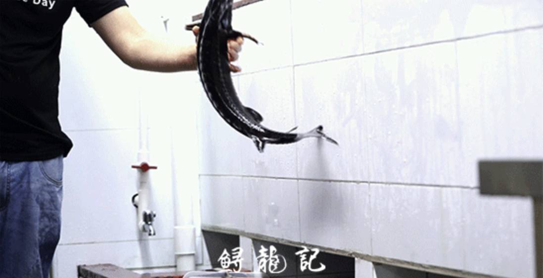 深圳酸菜魚 鱘龍記號稱它們是現點現撈，深圳酸菜魚餐廳中算是有心。