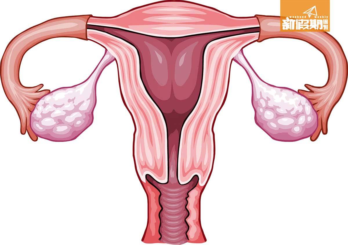 經痛 卵巢分泌的孕激素亦會抑制腸蠕動，令大便較難排出體外。