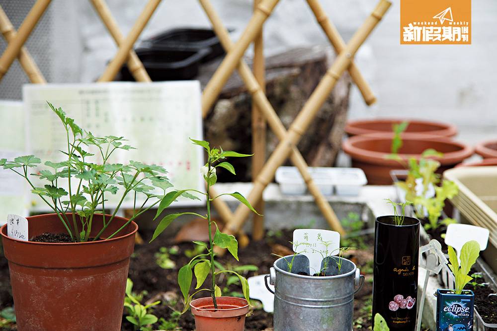 龍虎山 教育中心以有機方法種植多種植物。