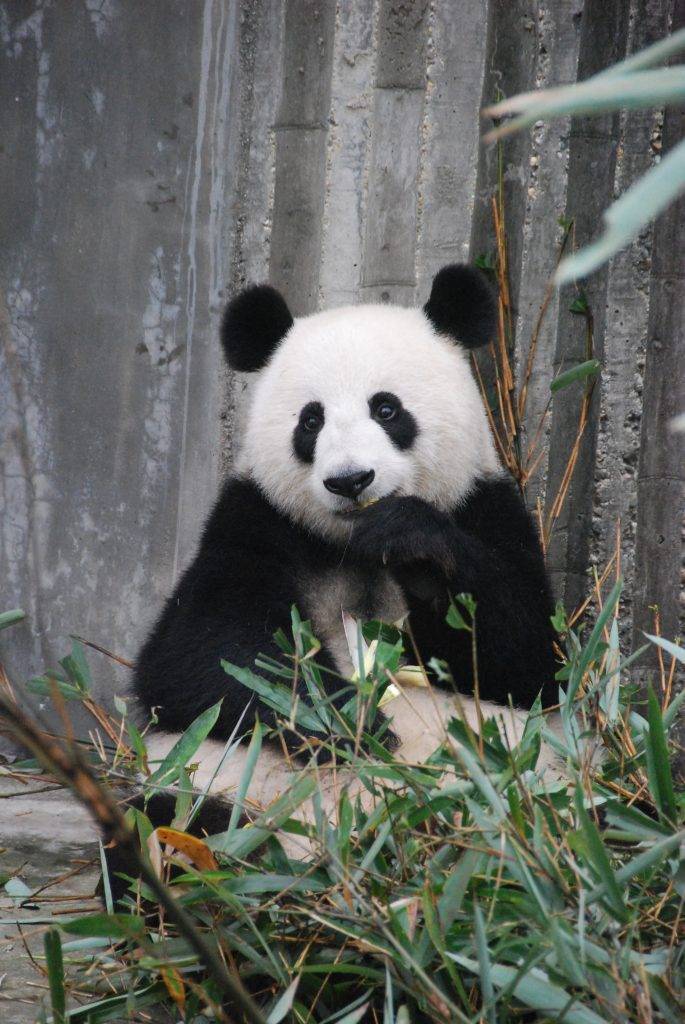 出生月份 你的性格與熊貓一樣無害又可愛，而且極富同情心。