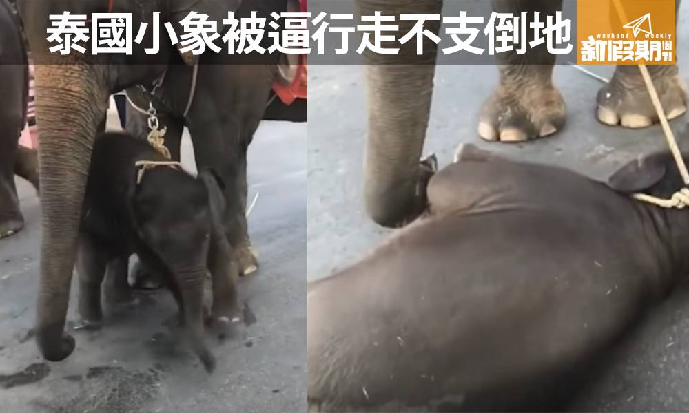 泰國象媽載遊客行走  小象被綁一起疑太熱不支倒地  目擊者：「擔心動物受虐待。」
