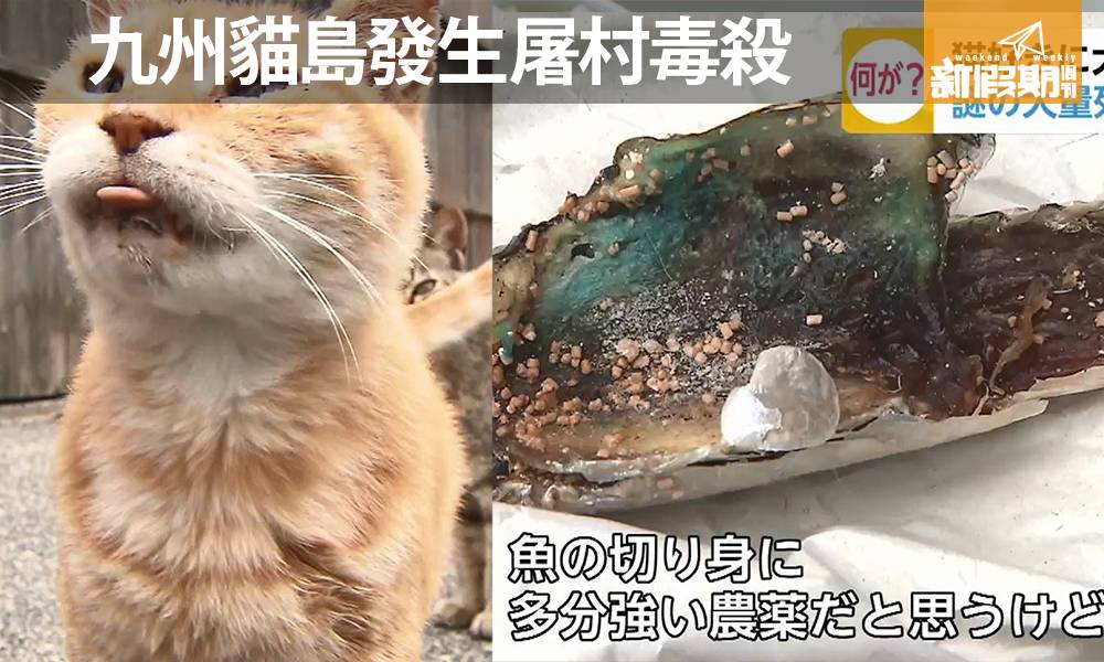 九州貓島發生屠村毒殺　島上貓咪口吐白沫集體死亡　