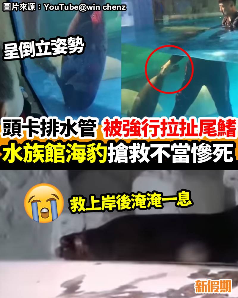 中國水族館海豹頭卡排水口 搶救不當慘死｜#網絡熱話