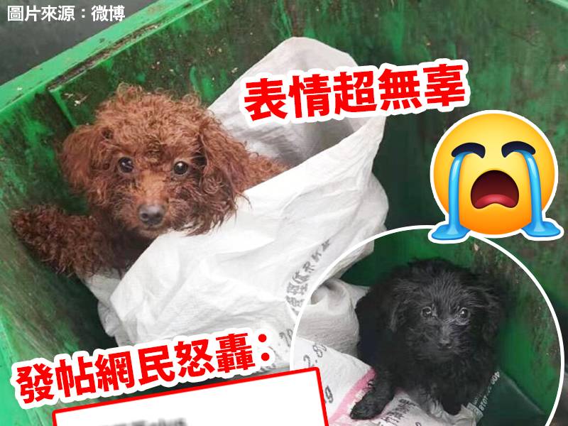 近日有微博網民在武漢發現兩隻狗狗被丟棄在垃圾桶，兩隻狗狗神情超無