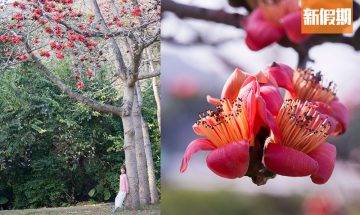 浪漫木棉花3月盛開！香港7個賞花地點一覽｜香港好去處
