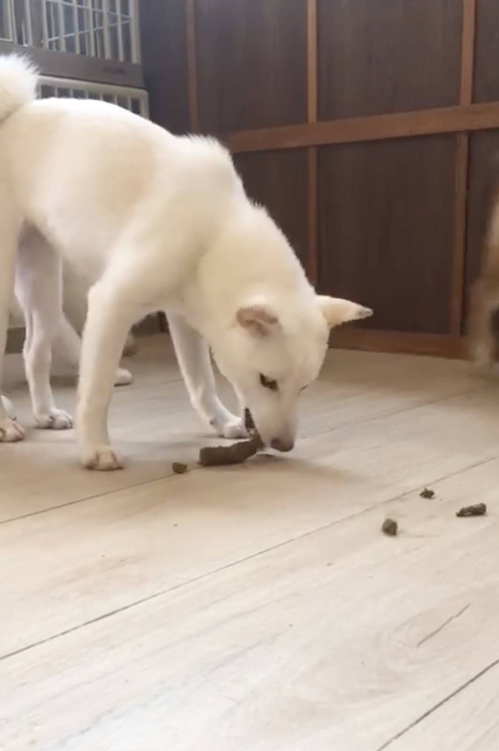 豆柴Cafe 網民貼出店內狗狗吃排泄物的影片