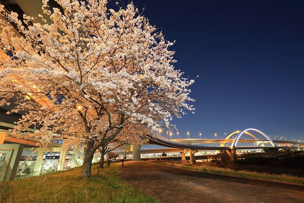 東京自駕遊 位於首都高中央環狀線北邊的五色櫻大橋五光十色。橋上的108盞 LED燈更是利用車輛經過時的震動來發電點亮。