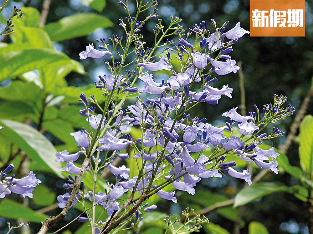 香港賞花 藍花楹的花期為3月至5月，大家可以到馬鞍山遊樂場、沙田公園、東涌北公園、維多利亞公園欣賞。
