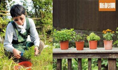 驚蟄防蟲妙計！10樣家居常備食材 輕鬆趕走曱甴驅蟲！ 梳打粉製螞蟻陷阱｜好生活百科