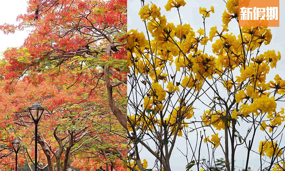 香港賞花時間表一覽｜櫻花、繡球花、藍花楹開花地點合集！附2022香港花卉展覽詳情