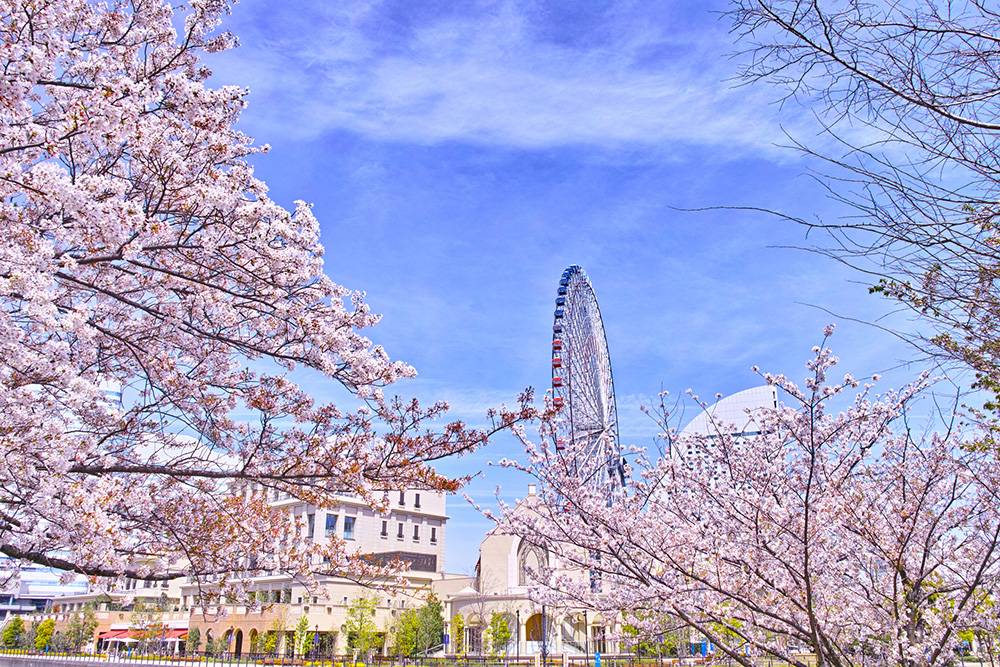 東京自駕遊 山下公園裡有多棵櫻花樹，配合港灣風背景，是一個充滿橫濱風情的賞櫻點。