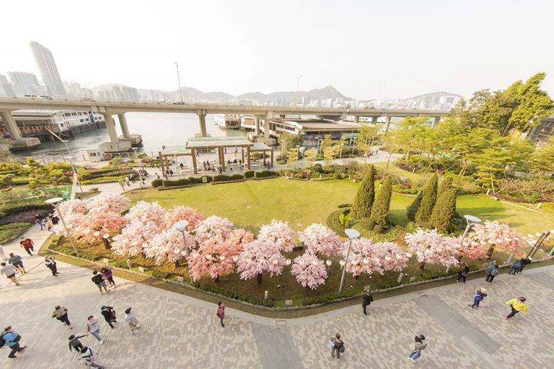 櫻花 由即日起至5月31日期間，北角匯將於舉行櫻花祭，一解大家賞櫻的心願。