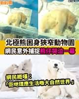 【#網絡熱話】｜北極熊痛哭一幕
 ＝＝＝＝＝＝＝＝＝＝＝＝＝