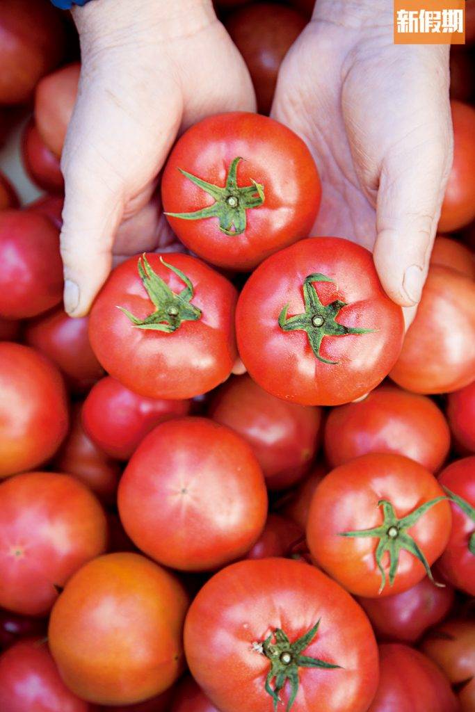 越紅番茄含越多茄紅素。（圖片來源：新假期編輯部）