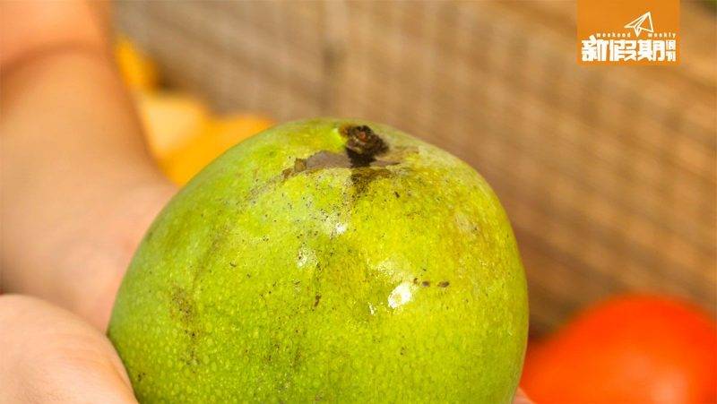 芒果 成熟的芒果，果椗會自然分泌糖漿，拿上手時會黏手，即是夠甜，食得！