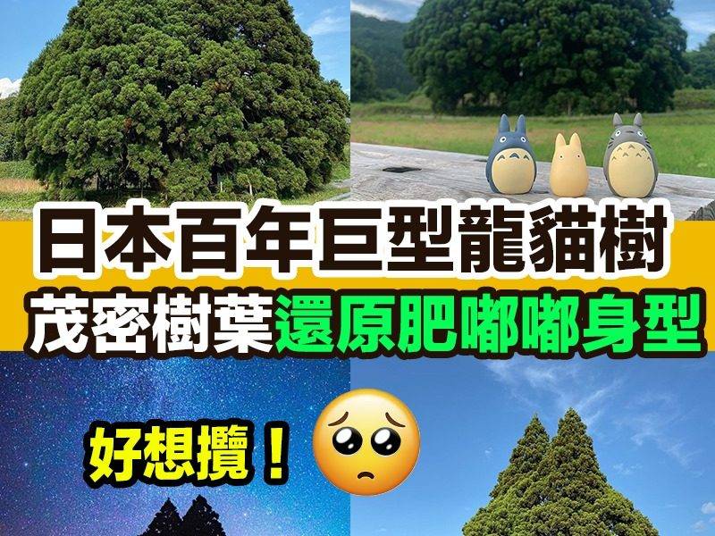 【#網絡熱話】｜日本百年巨型龍貓樹