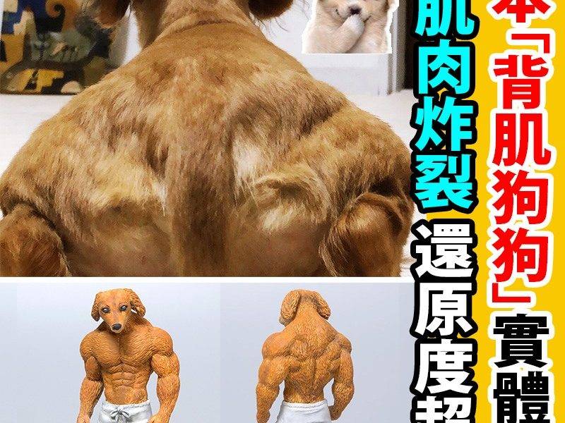 【#網絡熱話】日本爆紅「背肌狗狗」被實體化！