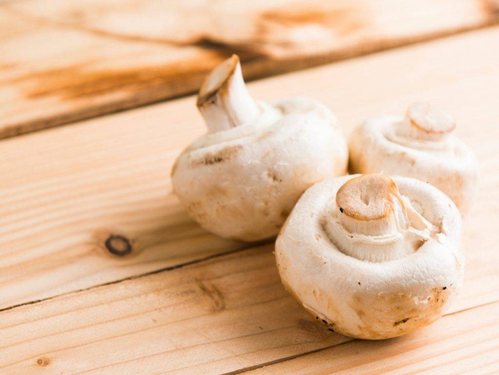 帶飯 蘑菇本身含有的蛋白質在加熱之後會變質，轉成有毒物質。