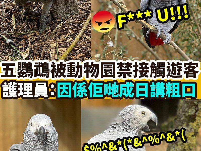 【#網絡熱話】鸚鵡被動物園禁接觸遊客