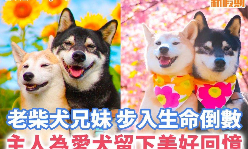 【#網絡熱話】主人為老柴犬拍下美好的回憶