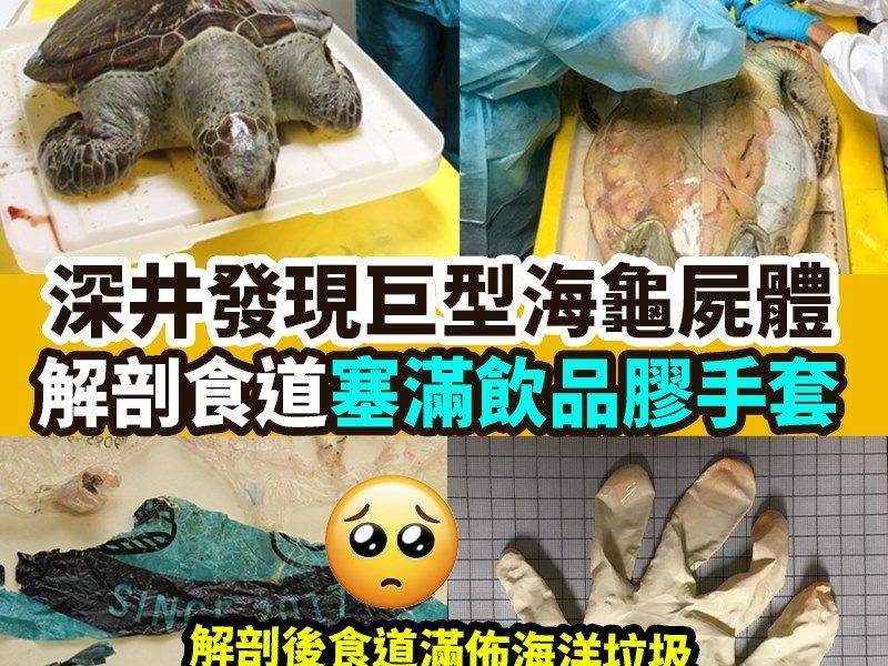 【#網絡熱話】深井發現巨型海龜屍體