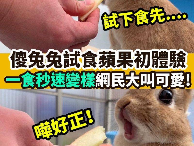 【#網絡熱話】｜兔仔食蘋果秒速變臉！ 