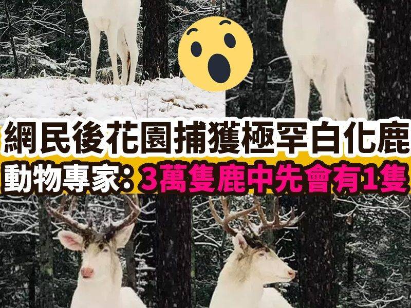【#網絡熱話】｜網民後花園捕獲極罕白化鹿  