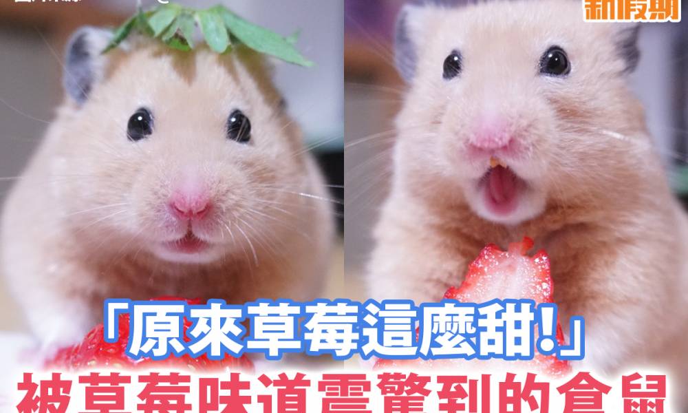 【#網絡熱話】倉鼠食士多啤梨，表情震驚好可愛！