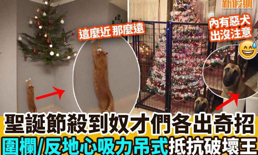 【#網絡熱話】保護聖誕樹正式開始！