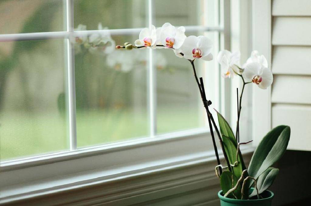 家居風水 在家宅的客廳櫃台上，擺放風水植物，例如蘭花、桃花。