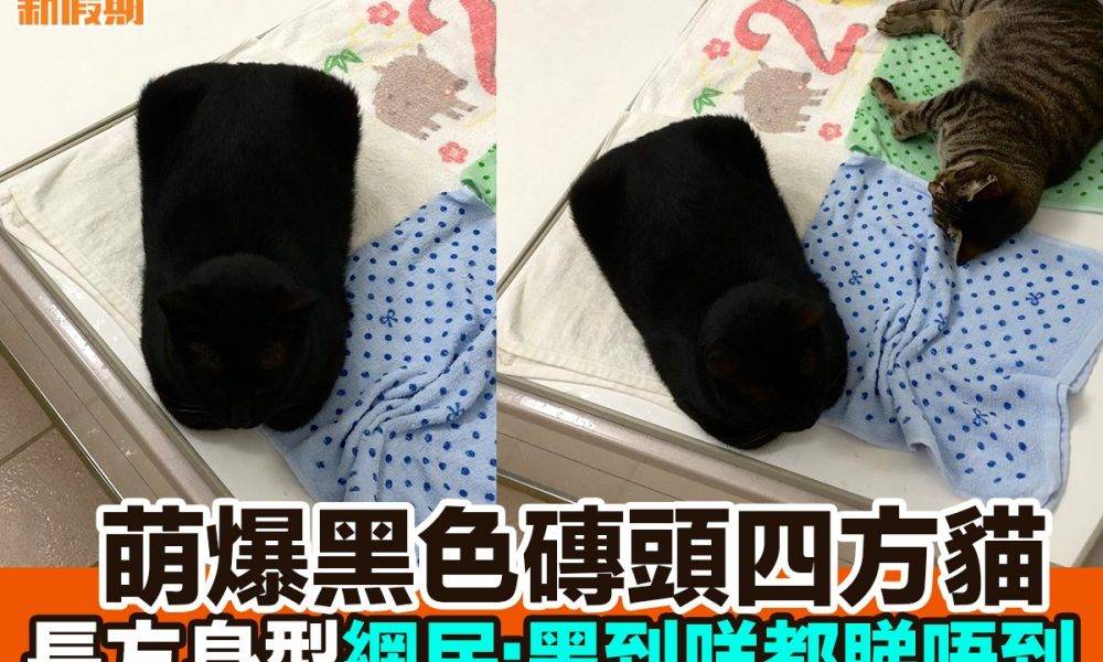 【#網絡熱話】｜超強掩眼法黑色枕頭貓貓