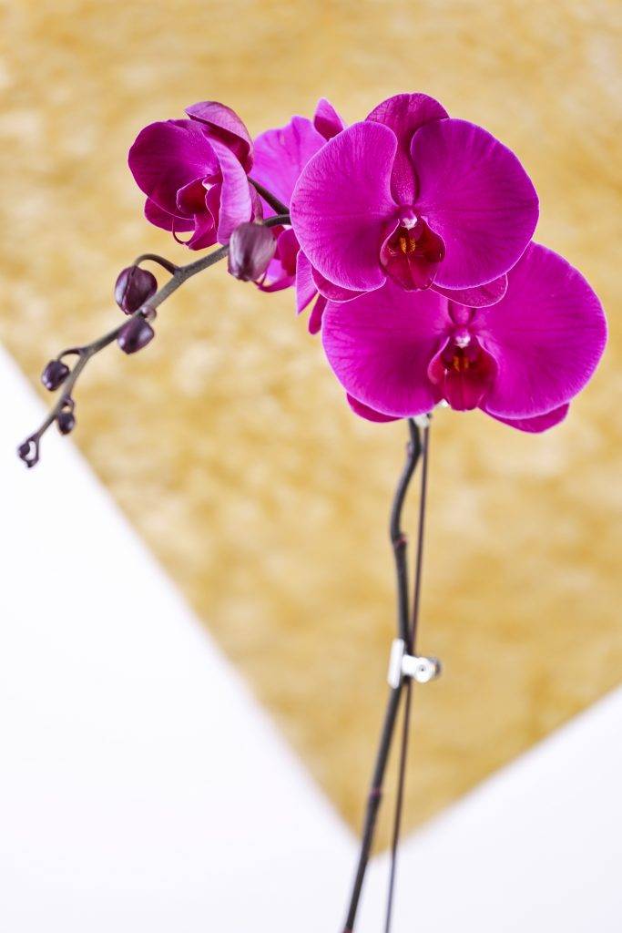 年花 紫霞花蝶-花冠直徑達14厘米，完全盛開的時候比手掌更大。