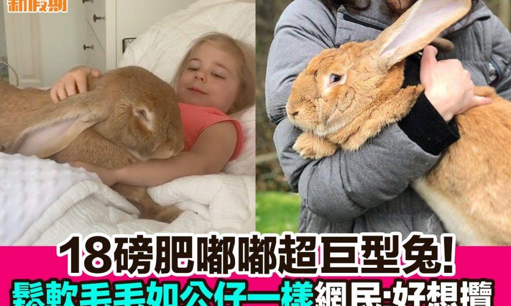 【#網絡熱話】｜18磅肥嘟嘟超巨形兔