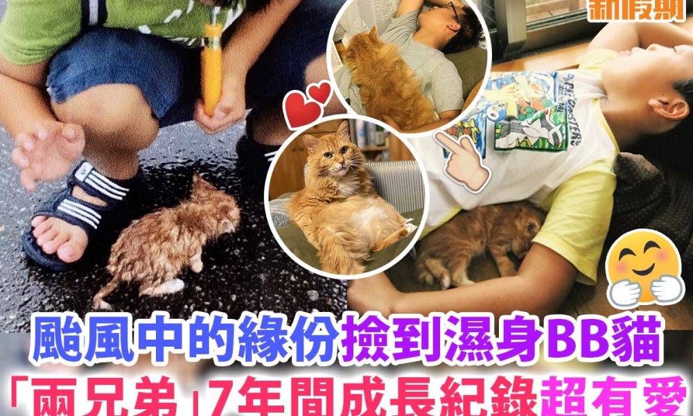 【#網絡熱話】呢隻颱風下執到嘅BB貓同小男孩嘅7年成長紀錄超有愛
