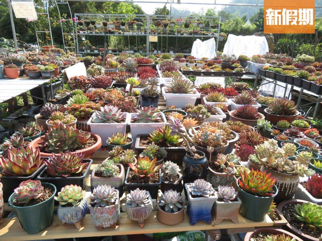 錦上路 區內有過千個品種。