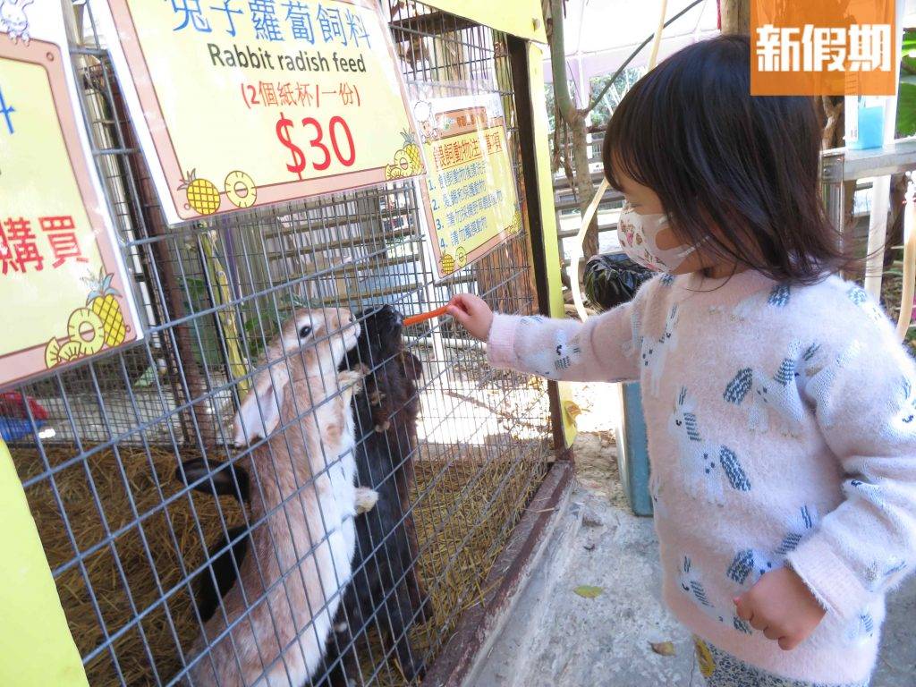 「親親動物園」的可愛小兔子（圖片來源：新假期編輯部）
