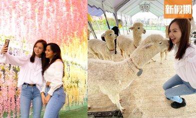 【大埔一日遊好去處】閨密打卡/情侶拍拖路線推介：賞花餵羊駝+人氣美食打卡｜孖住去邊玩｜周末遊懶人包