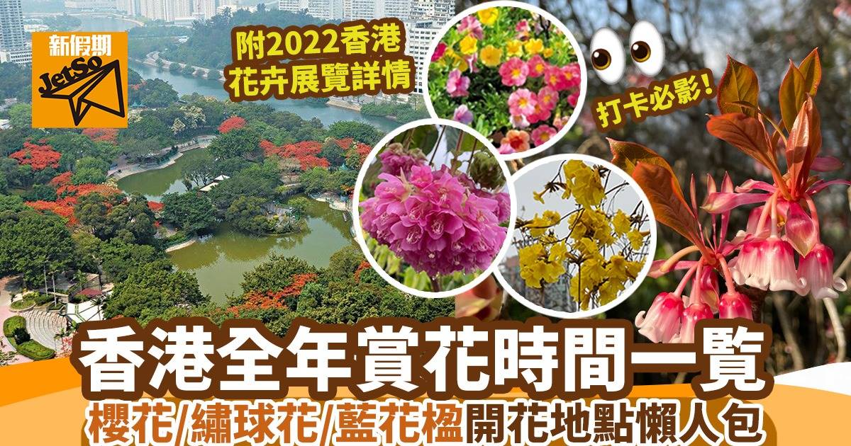 香港賞花時間表一覽 櫻花 繡球花 藍花楹開花地點合集 附22香港花卉展覽詳情 香港好去處 新假期