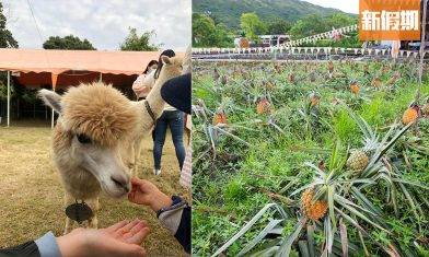 元朗菠蘿園農莊一日遊！佔地13萬呎 新設多肉植物園區+可愛草泥馬＋自家製新鮮菠蘿小食 附收費及開放詳情