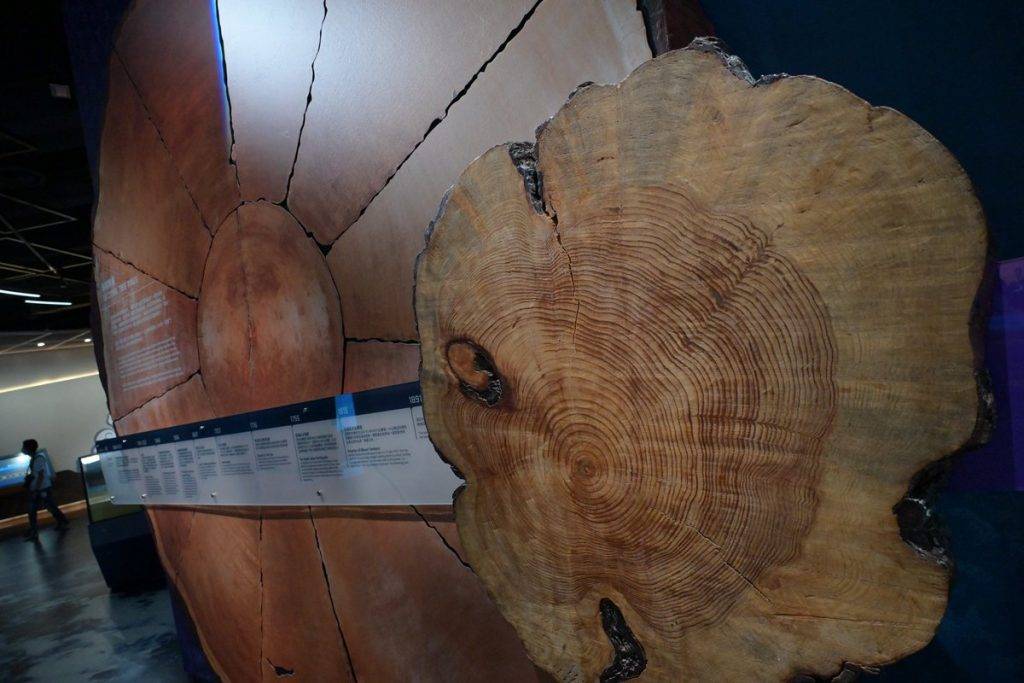 地球科學廳 地球科學廳以真實樹輪製作展品，解構它與氣候變化的關係。