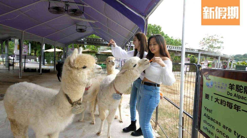 香港好去處 來到蝶豆花園就當然要探一探這6隻可愛的小羊駝！