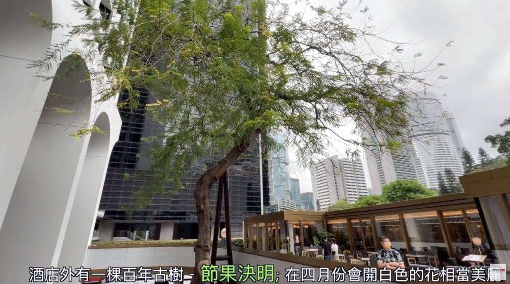 香港美利酒店 百年大樹仍矗立不倒