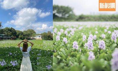 【鳳眼藍香港2021】5月花期將至 ！元朗／上水兩大賞花地點一覽＋拍攝打卡技巧分享 ｜香港好去處