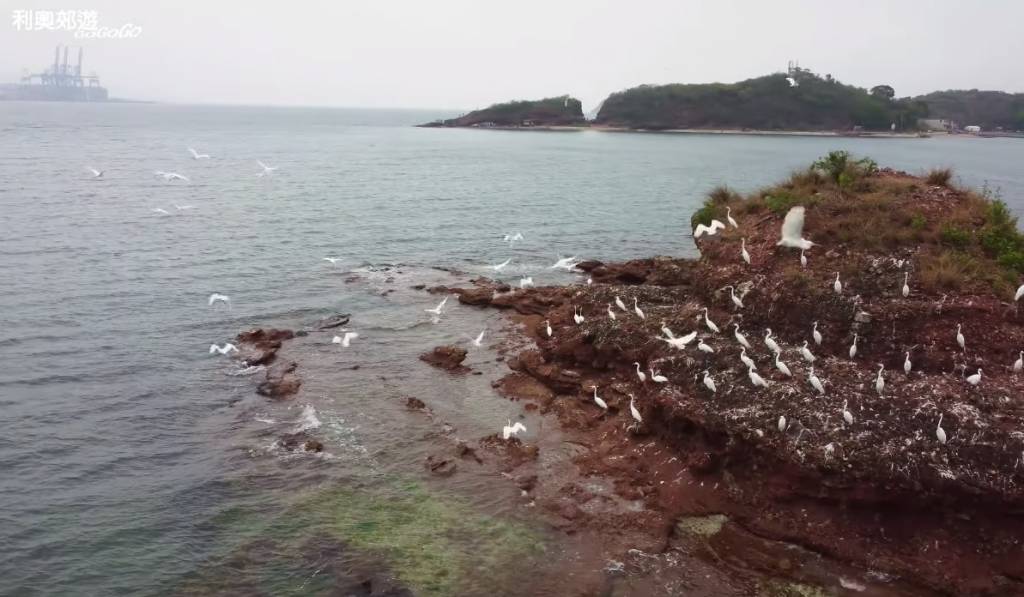 吉澳鴨洲 有不少雀鳥在此棲息。