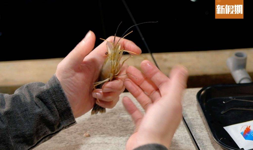 室內釣蝦場 握拳狀掌握拿蝦技巧。