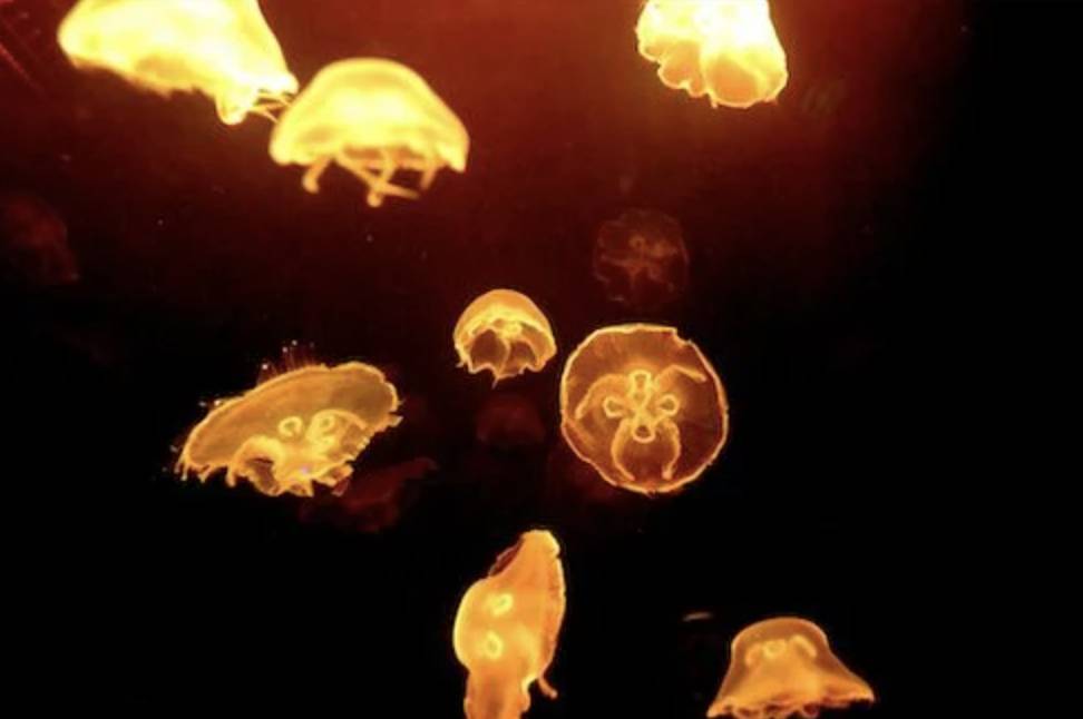 酒吧餐廳 位於銅鑼灣的Aurita Lounge，店內有大型的水母缸飼養水母，海月水母是呈現透明色的，彩光能使水母發光發亮。