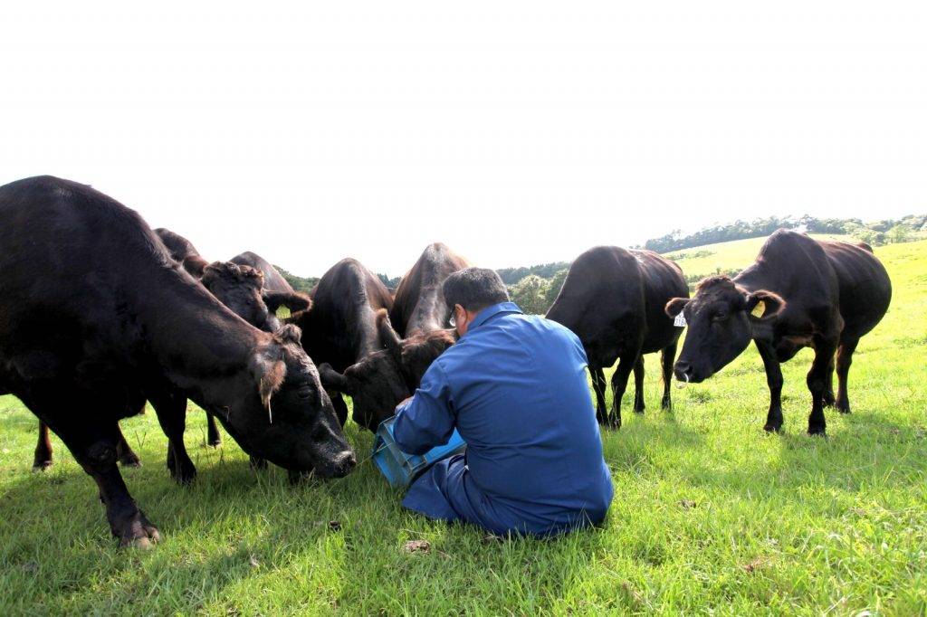 上村牧場在鹿兒島設有自家牧場飼養薩摩牛。