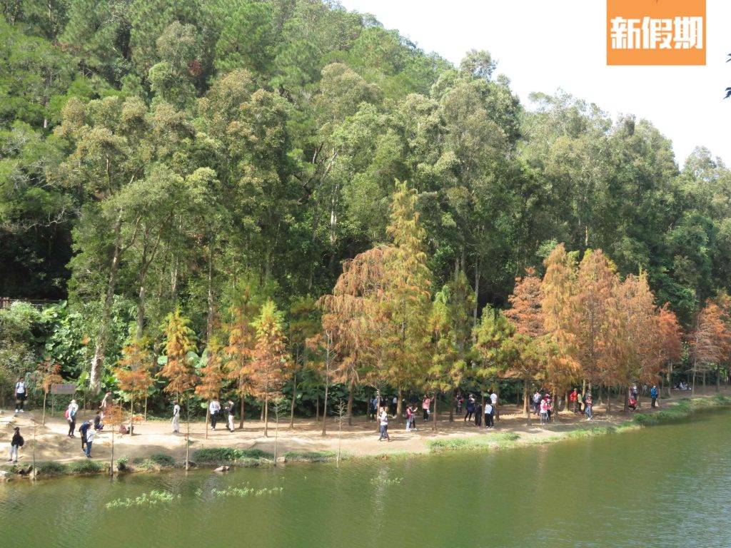 流水響紅葉2023 聽行山人士講天空之鏡就喺呢一個陽台位度影，可惜採訪時有風，湖面有漣漪唔夠平靜，未能做到天空之鏡嘅效果。