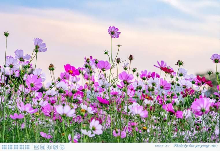 美麗的粉紅波斯菊花海本來是為了大家都可以一同觀賞的美景，大家應該要珍惜。（圖片來源：藍雨洋授權）