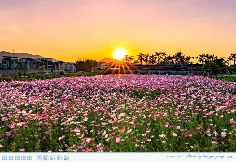 錦田鄉村俱樂部的粉紅波斯菊花海被破壞前，十分壯觀美麗。（圖片來源：藍雨洋授權）
